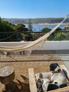 Pointer-Mischlingshund Joey beim Relaxen in Vila Nova De Milfontes, Portugal, im Selina Hostel, mit Blick auf die Lagune